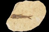 Fossil Fish (Knightia) With Floating Frame Case #181681-1